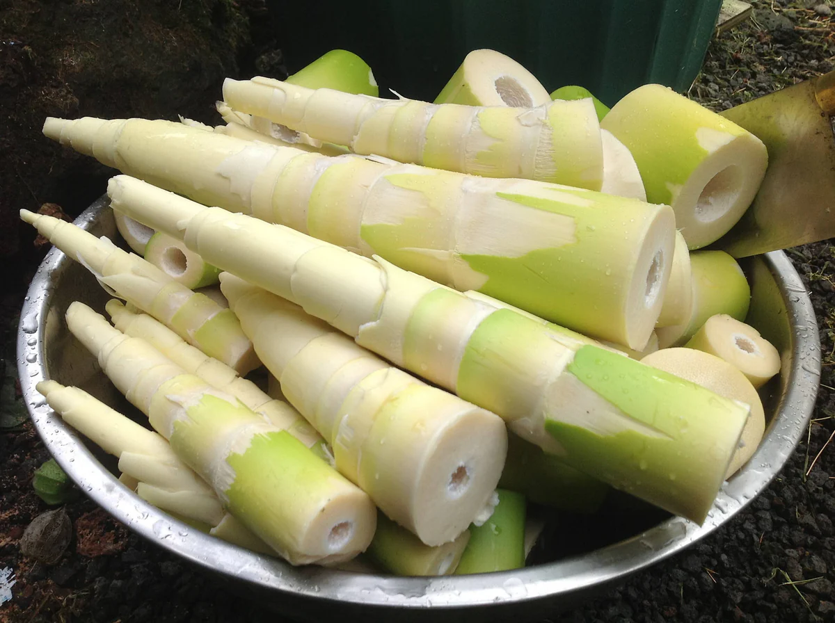 bamboo-shoots-bilder-v0z2ufk5goro5qtd