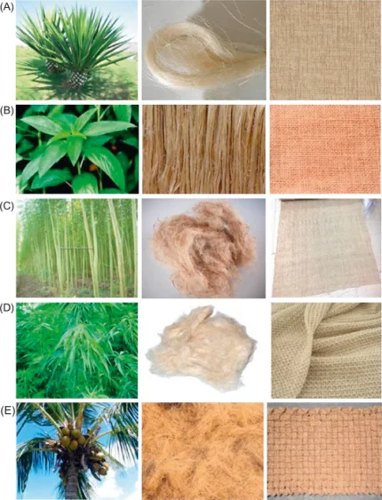 Sisal Fiber Plant-Based Bundle