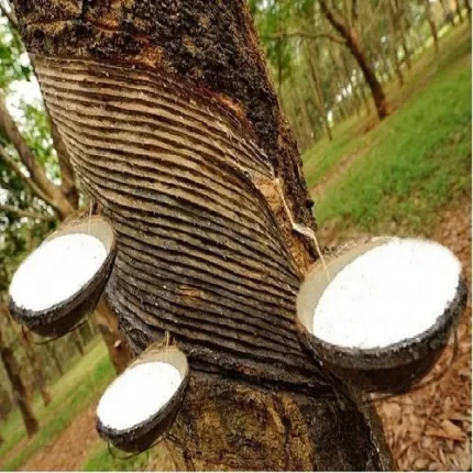 Natural Latex Edible Kit